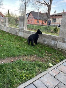 Nemecký ovčiak - 8