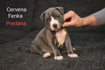 Predám šteniatka americkeho stafforda - 8