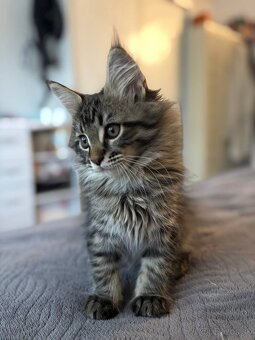 Maine Coon mačiatko - 8