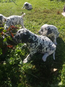 Dalmatinci šteniatka - 8