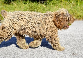 Španielsky vodný pes - Perro De Agua Español - s PP - 8