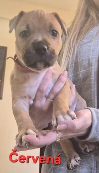 Americký stafordšírsky teriér - 8