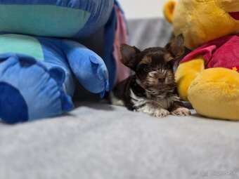 Yorkshirsky terier, York, biewer - 8