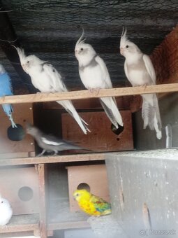 Predam korely a andulky - 8