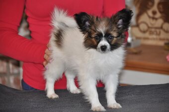 Papillon s PP - 8