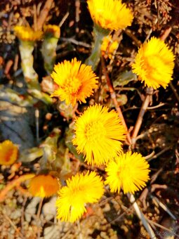 Sušené bylinky 2 - 8