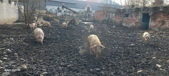 tohtoročné prasce - 8