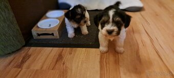 Yorkshire terier biewer mini - 8