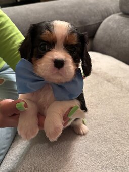 Cavalier King Charles Španiel - 8