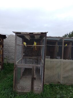 Papagáj spevavy - 8