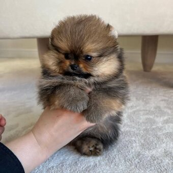 Pomeranian mini - 8