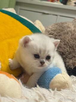 Britská strieborná činčila - 8