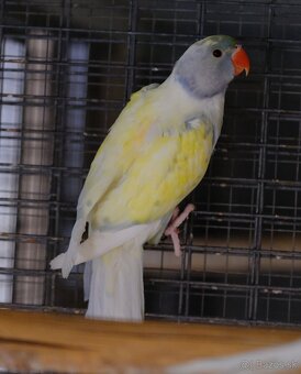 Alexander malý aqua - 8