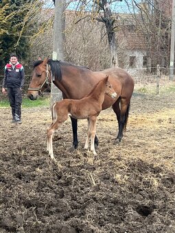 Pripustanie AQHA, APHA, APPA, aj ine - 8