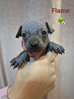 Americký bezsrstý teriér - 8