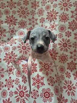 Americký bezsrstý teriér - 8