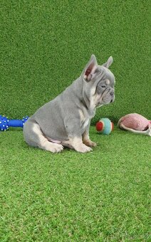 Francúzsky buldoček - 8