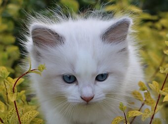 Ragdoll - láska na celý život - 8