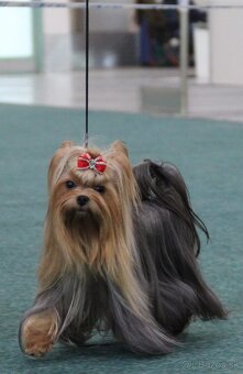 YORKSHIRE TERRIER s PP rodokmenom - yorkshirsky terier - 8
