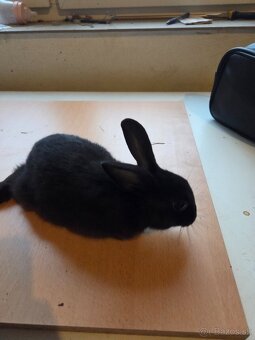 Zakrsle králičky - 8