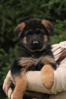 Německy ovčiak - 8