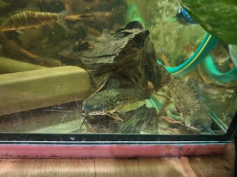 Predám akvarijné rybičky - 8