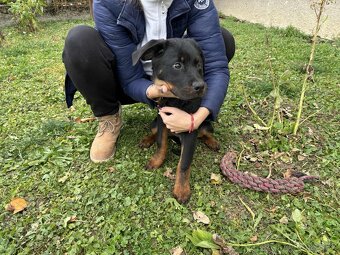 Na predaj šteniatka Rottweilera 🐶Eladó rottweiler kiskutyá - 8