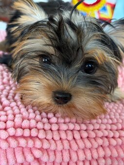 York, Yorkshire, Yorkshirsky terier, mini yorkshire - 8