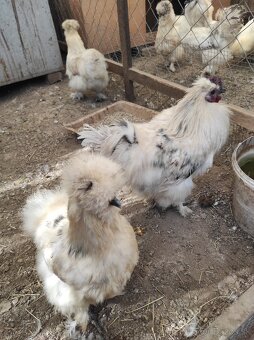 Nasadové vajcia - Hodvábnicky - 8