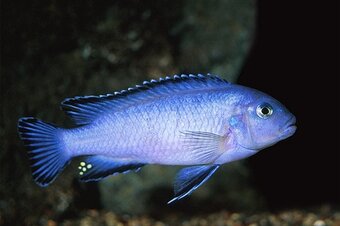 Predám prebytky chovu - Africké cichlidy. - 8