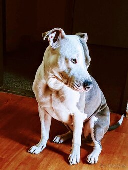 Predám čistokrvné šteniatko amerického stafforda - 8
