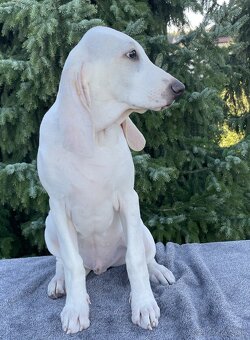 Porcelaine – štěniatko s PP - 8