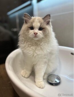 Mačiatka Ragdoll s PP - 8