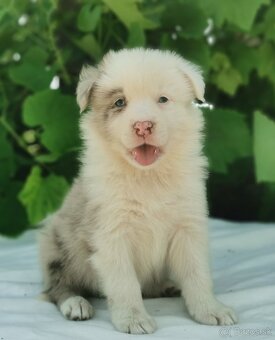 Border Collie, kolia - 8