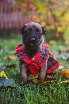 Šteniatka belgický ovčiak malinois s PP - 8