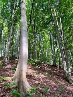 Pozemok s prechodom priamo do lesa - 8