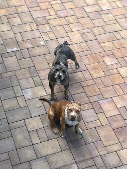 American Bully s PP,ABKC - 8