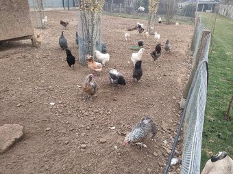 Araucana- kuriatka - 8