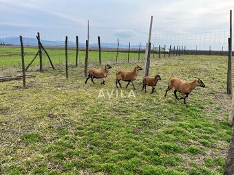 Na predaj: 2ha projekt s OZ a nádhernou lokalitou v Brunovci - 8