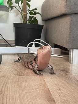 Tiliqua Gigas 0.1 - 8