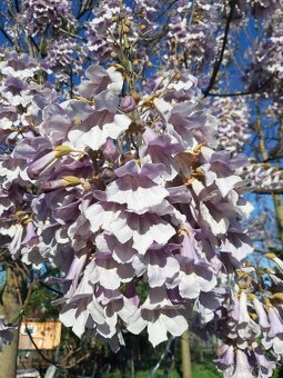 Rýchlorastúci strom-Paulownia clon in vitro 112 - 8