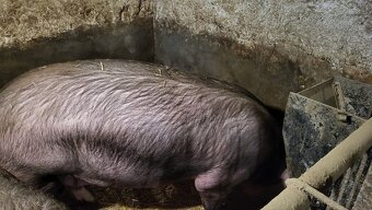 Jatočné ošípané. - 8