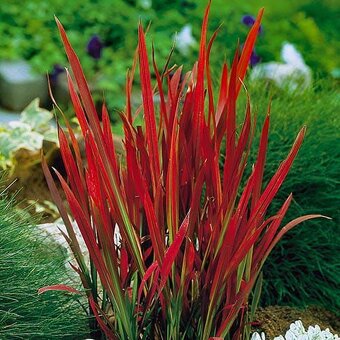 RED BARÓN IMPERATA (Červený barón), 2,50 E/ks,okrasná tráva. - 8