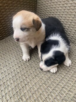 Šteniatka Labradora retrievera - 8