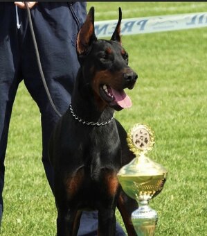 DOBERMAN ŠTENIATKA S FCI P.P - 8