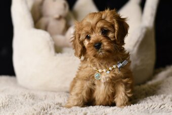 Cavapoo F1 psík hľadá milujúci domov - 8