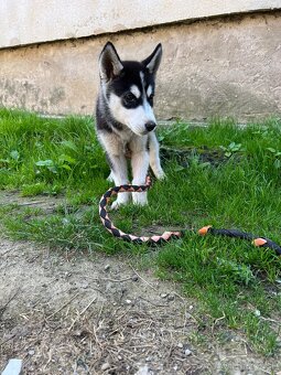 Sibirsky husky - 8