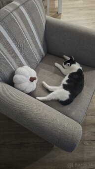 Darujem 4,5mesačného kocúrika,zaočkovaný,zdravý - 8