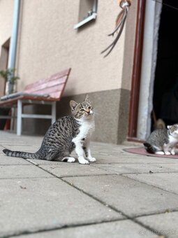 Darujem mačiatko - 8