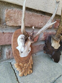 Trofeje srncov na podlozkach - 8